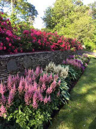 stone-wall-flowering-annuals